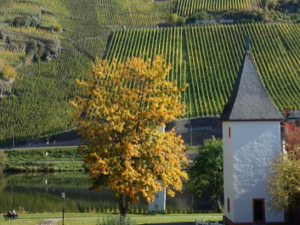 Probierpaket Lagenweine 25+24 (6er)